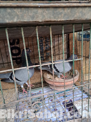 ৮ জোড়া কবুতর খাঁচা সহ বিক্রি হবে